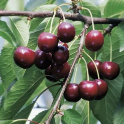 BOTANIC® Cerisier Reverchon Bio. Le pot de 15 litres