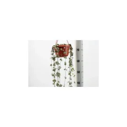 Sale Ceropegia Woodii suspension Ø14xH40 cm