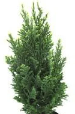 Hot Chamaecyparis Law Elwoodii - Le pot de 10,5 cm