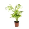 Discount Chamaedorea Elegans ou Palmier nain pot Ø9 cm/ H25 cm