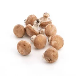 Clearance Champignons de Paris bruns biologiques - prix au kg