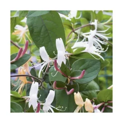 Clearance BOTANIC® Chevrefeuille CHINENSIS. Le pot de 6 litres