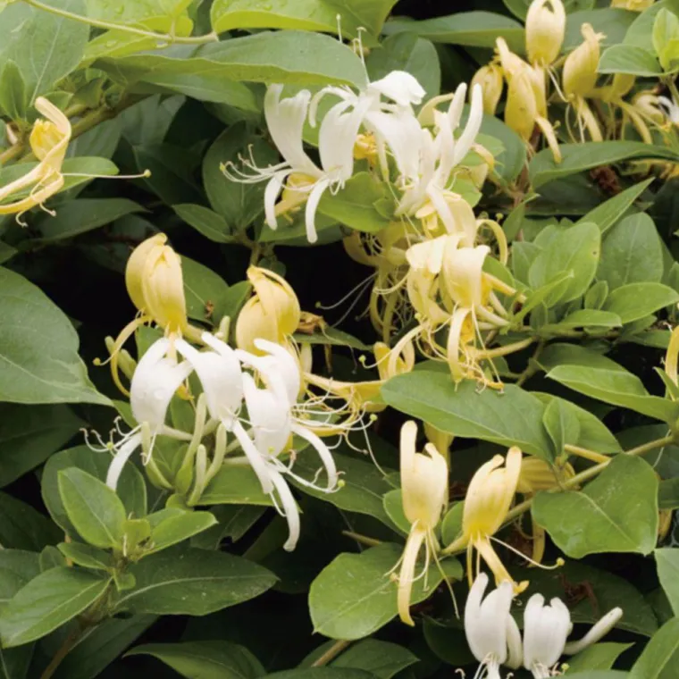 Sale BOTANIC® Chevrefeuille JAP. HALLIANA. Le pot de 1,3 litres