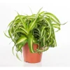 Online Chlorophytum