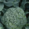 BOTANIC® Chou Brocoli A Jets Vert Belstar Bio. La barquette de 3 plants