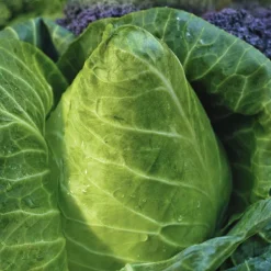 New BOTANIC® Chou Cabus Pointu Caraflex Bio. La barquette de 3 plants