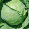 Hot BOTANIC® Chou Cabus Rond Castello Bio. La barquette de 3 plants