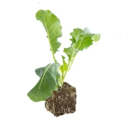 Clearance BOTANIC® Chou Fleur Nautilus Bio. La motte de 7x7 cm