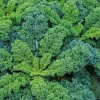 BOTANIC® Chou Kale Halbhoher Bio. La barquette de 3 plants