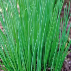 Discount BOTANIC® Ciboulette Bio. La motte de 4x4 cm