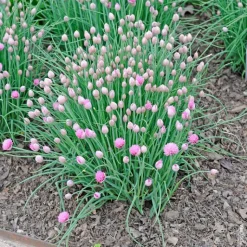 BOTANIC® Ciboulette Bio. Le pot de 4,6 litres