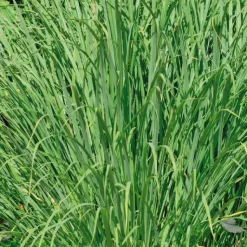 New BOTANIC® Citronnelle De Madagascar Semis Bio. Le pot de 1 litre