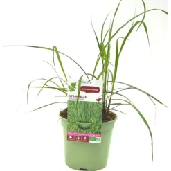 New BOTANIC® Citronnelle De Madagascar Semis Bio. Le pot de 1 litre