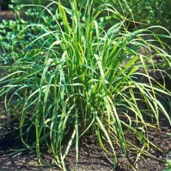 Outlet BOTANIC® Citronnelle De Madagascar Bouture Bio. Le pot de 4,6 litres