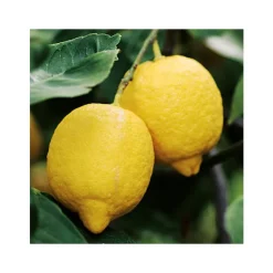 Online Citronnier. Le pot de 5 litres