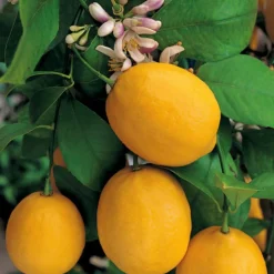 Sale Citronnier Meyer. Le pot de 5 litres