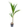 Cocos Nucifera – Pot de 19 cm