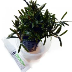 Hot BLUE CORAL Colle à plantes double tube, rapide fixation, SEACHEM Flourish Glue - 2x4g