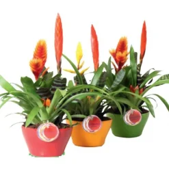 Online BOTANIC® Composition bromélaciées