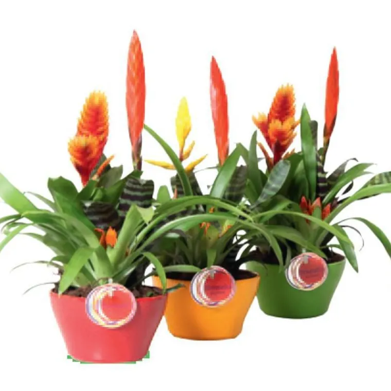 Online BOTANIC® Composition bromélaciées