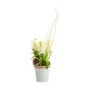 New BOTANIC® Composition de 3 jacinthes en pot zinc blanc