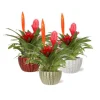 Online Composition de bromeliacées coloris multicolore avec son pot