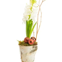 Discount BOTANIC® Composition florale jacinthe pot bouleau coloris multicolore