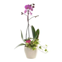 Discount COMPOSITION PHALAENOPSIS