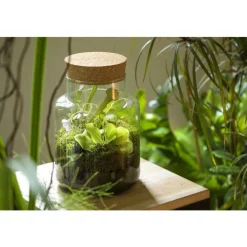 Outlet BOTANIC® Composition verrerie 3 plantes carnivores