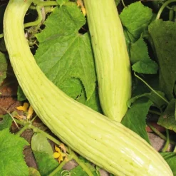 Best BOTANIC® Concombre Arménien Bio. Le pot de 9x9 cm