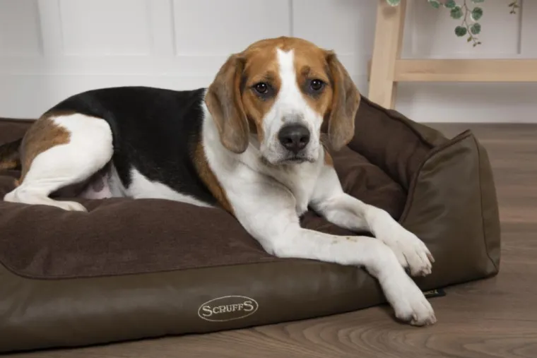 Outlet SCRUFFS Corbeille à mémoire de forme pour chien et chat Hilton – Taille S