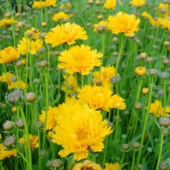 Online BOTANIC® Coreopsis Grandiflora Solanna jaune double - Le pot de 9 x9 cm