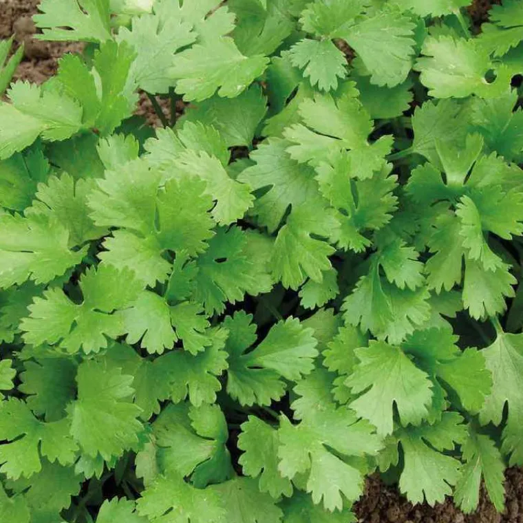 Clearance BOTANIC® Coriandre Bio. Le pot de 2,5 litres