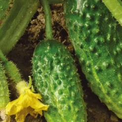 Outlet BOTANIC® Cornichon Hokus Bio. La barquette de 3 plants