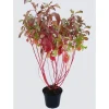 Online Cornouiller - pot 5 L