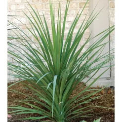 Online Cornouiller - pot 5 L