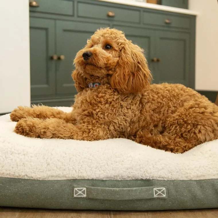 Outlet SCRUFFS Couchage pour chien coloris vert coussin Eco Eden - Taille M 80 x 60 cm