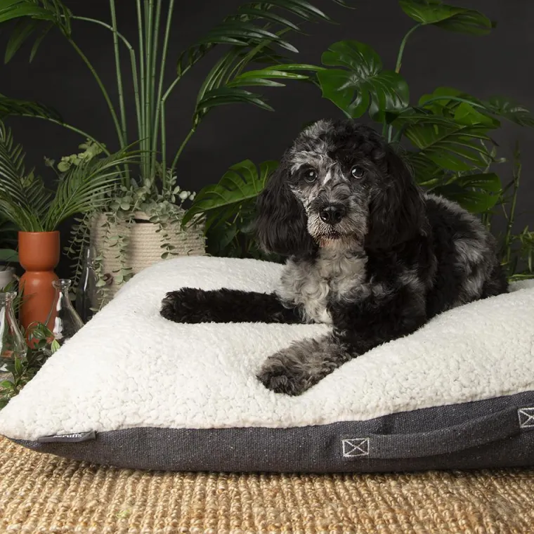 Discount SCRUFFS Couchage pour chien coloris gris coussin Eco Eden - Taille M 80 x 60 cm