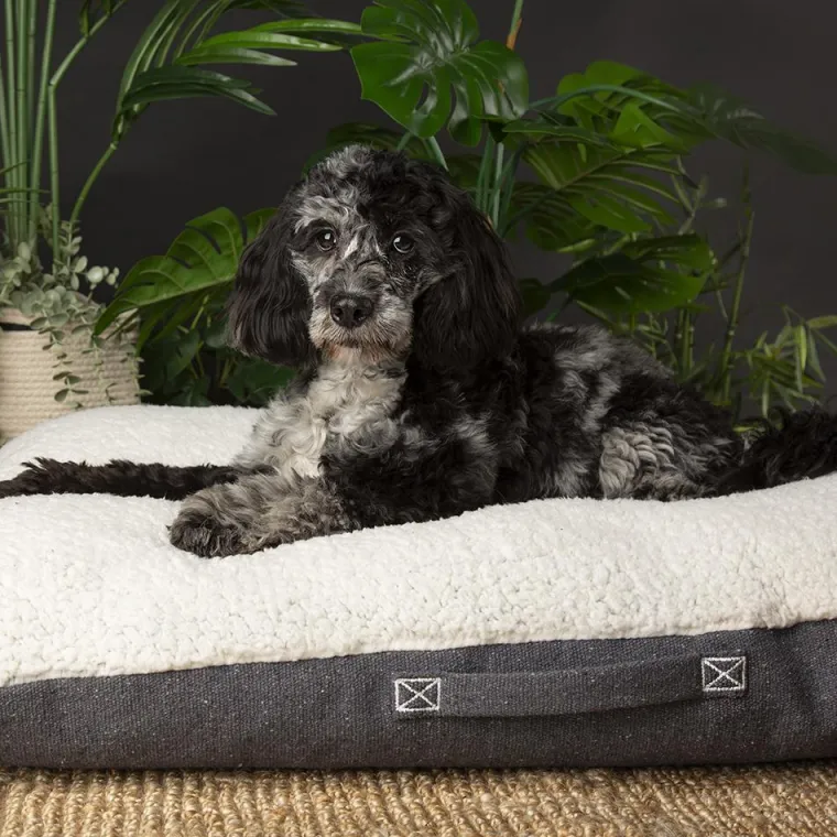 Discount SCRUFFS Couchage pour chien coloris gris coussin Eco Eden - Taille M 80 x 60 cm