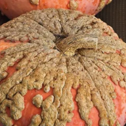 Outlet BOTANIC® Courge Galeuse D'Eysines Bio. Le pot de 9x9 cm