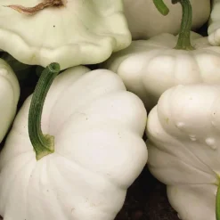 Clearance BOTANIC® Courge Patisson Blanc Bio. Le pot de 9x9 cm