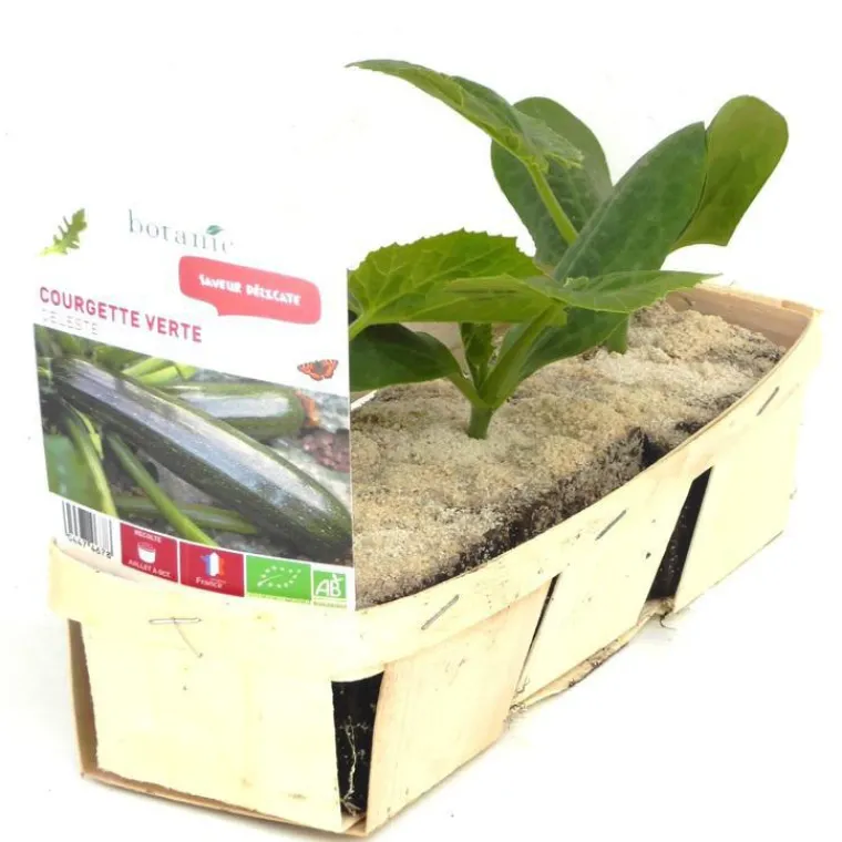 Discount BOTANIC® Courgette Verte Zodiac Bio. La barquette de 3 plants