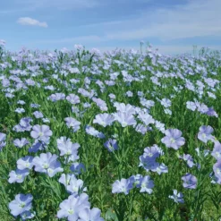 MILLE OREILLERS Coussin chauffant des kinés aux graines de lin - 24 x 50 cm