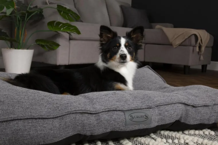 Best SCRUFFS Coussin pour chien gris foncé Manhattan – Taille M