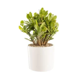 Discount BOTANIC® Crassula argentea en pot blanc émaillé H 10 x Ø 20 cm