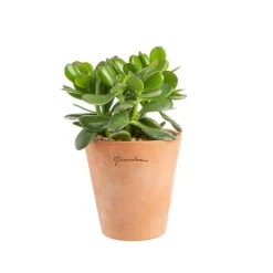 Best BOTANIC® Crassula argentea en pot terre cuite H 10 x Ø 15 cm