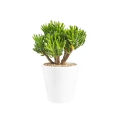 Outlet BOTANIC® Crassula hobbit en pot blanc émaillé H 10 x Ø 15 cm