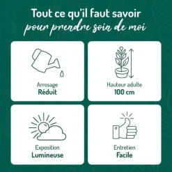 Discount BOTANIC® Crassula hobbit en pot blanc émaillé H 10 x Ø 20 cm