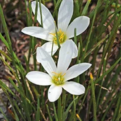 Clearance BOTANIC® Crocus du Brésil godet 9x9 cm