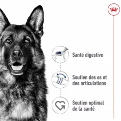 Clearance ROYAL CANIN Croquettes pour chien Maxi adulte de + de 15 mois - Le sac de 15 kg